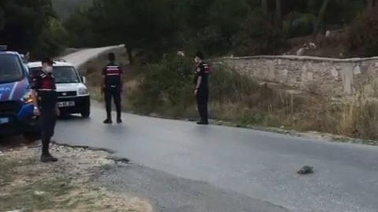 Jandarmadan örnek davranış Kaplumbağalar için yolu trafiğe kapattı