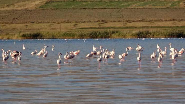 Erçek Gölü’ndeki flamingolar göz kamaştırdı