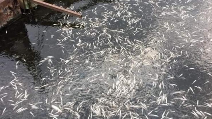 Ankarada korkutan görüntü Binlerce balık kıyıya vurdu