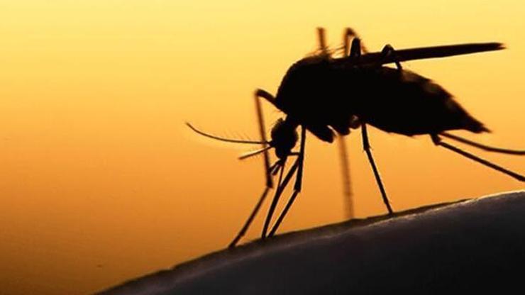 Son dakika: DSÖ yeni tehdidi duyurdu: Sivrisineklerden bulaşıyor