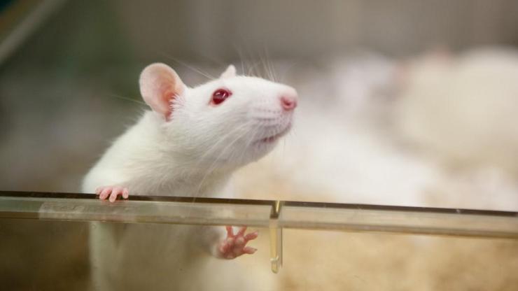 Covid-19 deneylerinde kullanılan bir fare yaklaşık 10 bin TL