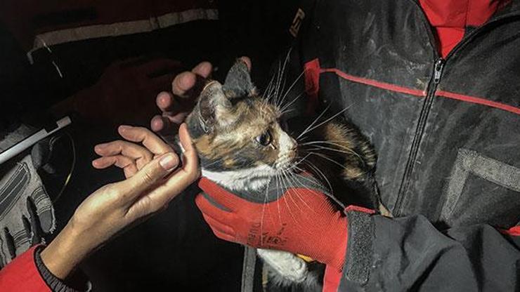 İzmirde enkazda K-9 köpeği kediyi kurtardı