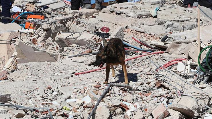 Arama kurtarma köpekleri enkazdakilere umut oluyor | Video