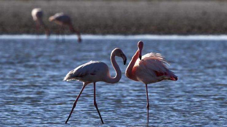 Van Gölü Havzasının narin kuşları flamingolar
