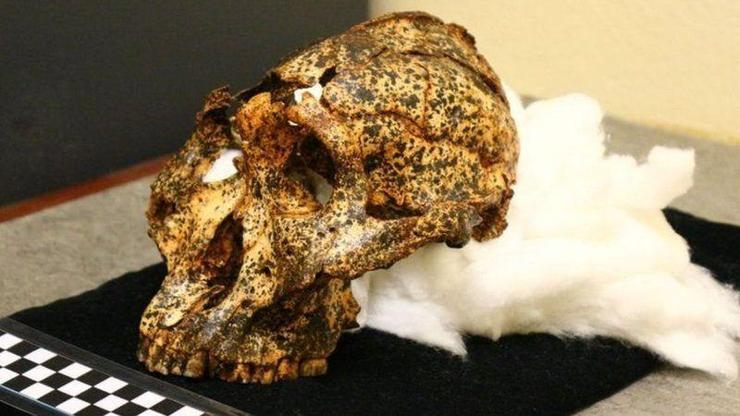 Güney Afrikada 2 milyon yıllık insansı kafatası bulundu