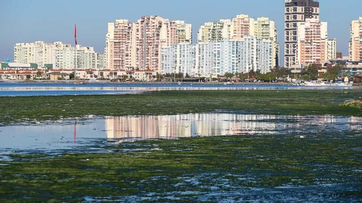 Deniz marulları İzmir Körfezini yeşile bürüdü