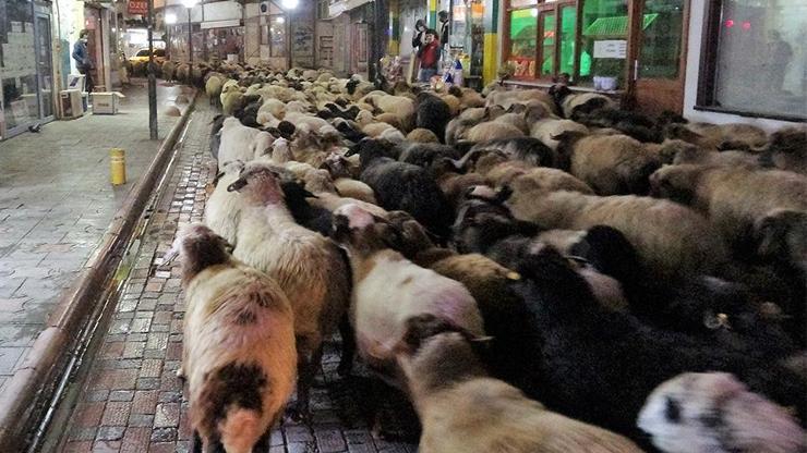 Şehirden koyun sürüsü geçti | Video