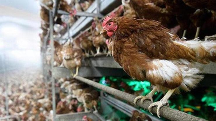 Güney Kore’de kuş gribi nedeniyle 390 binden fazla tavuk ve ördek itlaf edildi