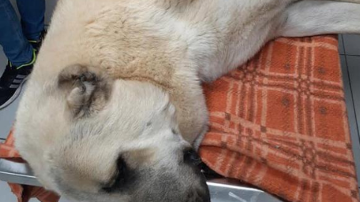 Kangal çoban köpeği 42 saçmayla yaralandı