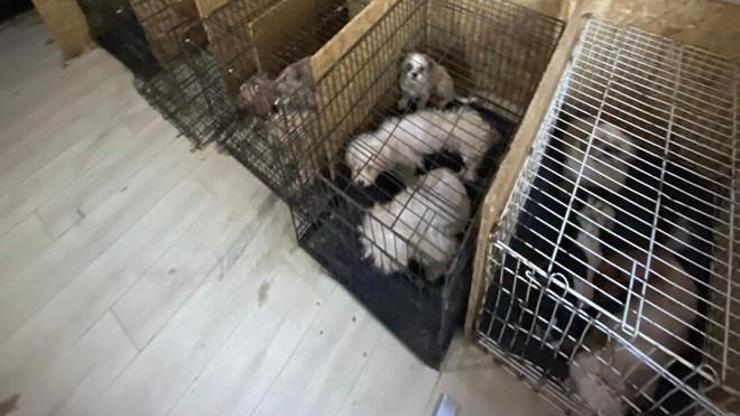 Bodrum katında 68 köpek bulundu: Ses telleri alındı iddiası | Video