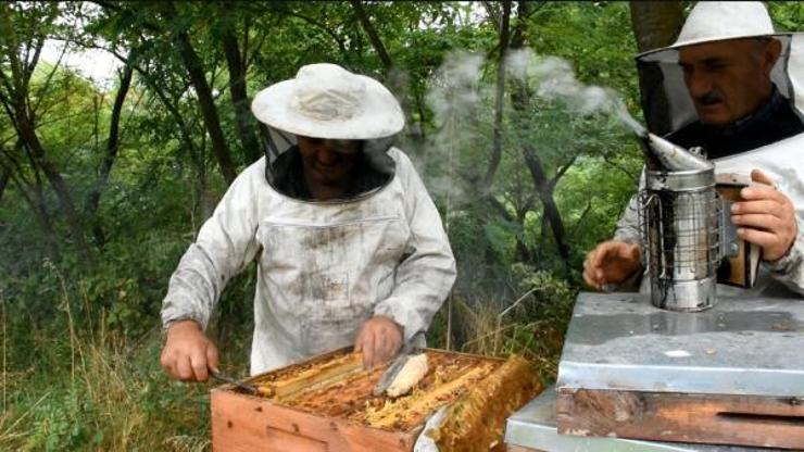 Türk arılarının gen haritası çıkarılıyor