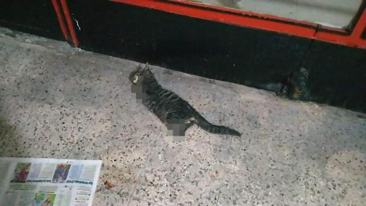 Vahşet:  4 bacağı kesilmiş kedi ölü bulundu
