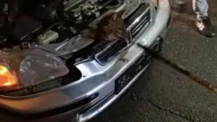 Otomobilin motoruna giren tilki girdi | Video