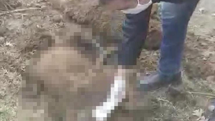 Ormanlık alanda 20den fazla köpek ölüsü bulundu