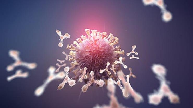 Nano antikor ne demek Nano antikorlar hangi hayvanlarda var Nano(Cormac) antikorların koronavirüse etkisi nedir