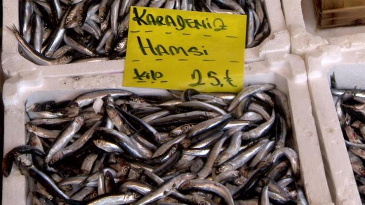 Palamut azaldı, hamsi ve çinekop bollaştı | Video