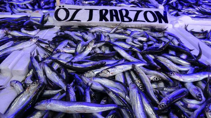 Karadeniz’de hamsi avına 10 gün yasak getirildi