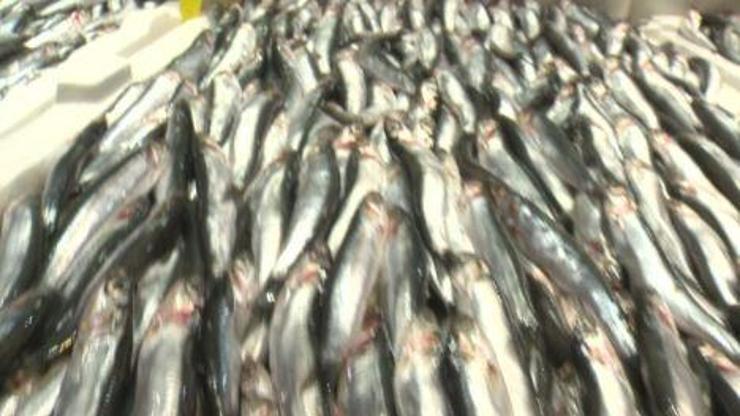 Balık fiyatları ne durumda | Video