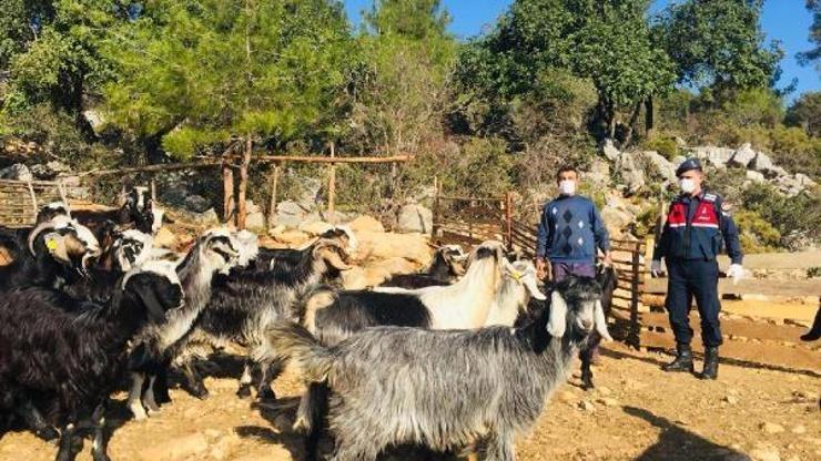 Kayıp keçiler 5 kilometre uzakta bulundu