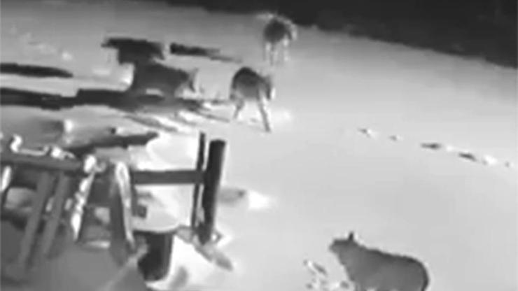 Aç kalan kurtlar köye indi | Video
