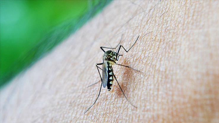 Havalar soğumadı sivrisinek popülasyonu arttı