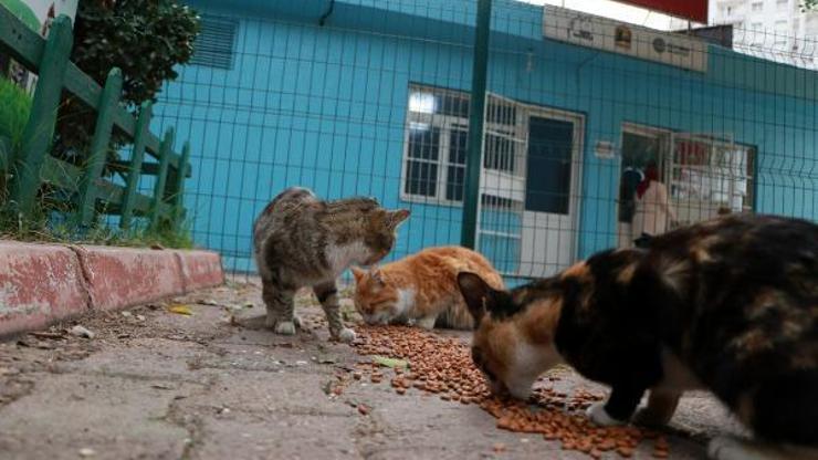 Adanada 25 kedi zehirlendi