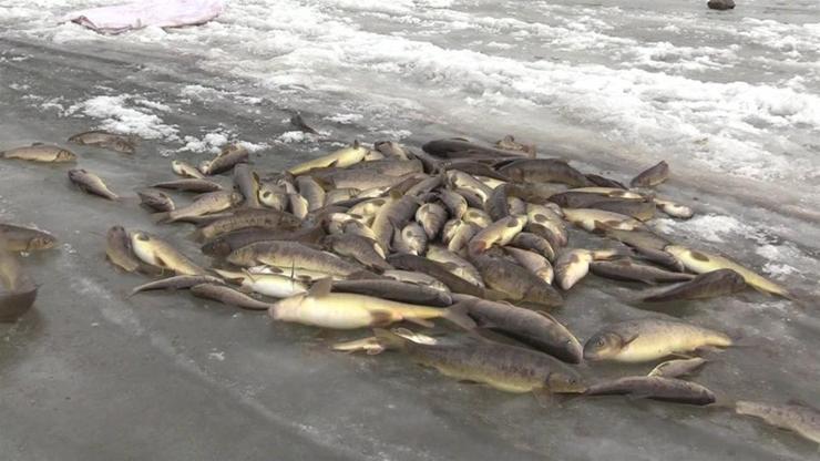Donmuş nehirde balık avı | Video