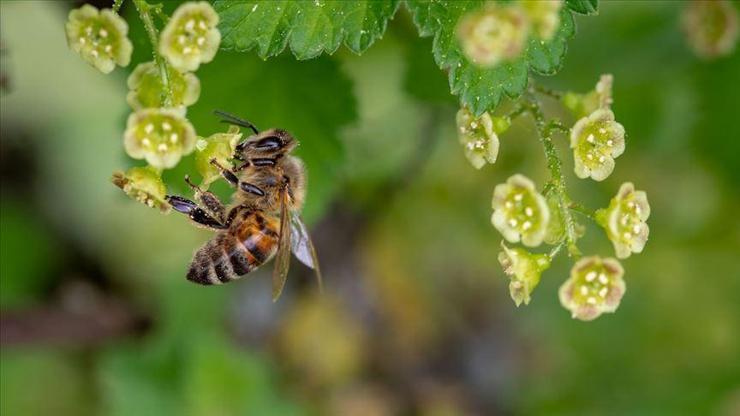 Yaşamın döngüsünü sağlayan arılar iklim değişikliğine kurban gidiyor
