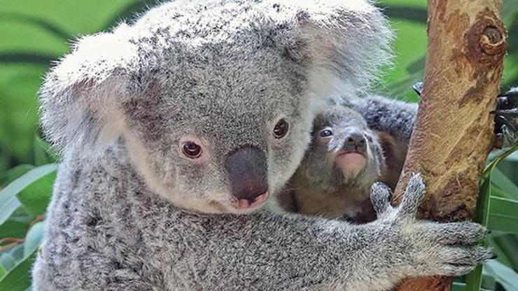 Dünyanın en yaşlı koalası Lottie öldü