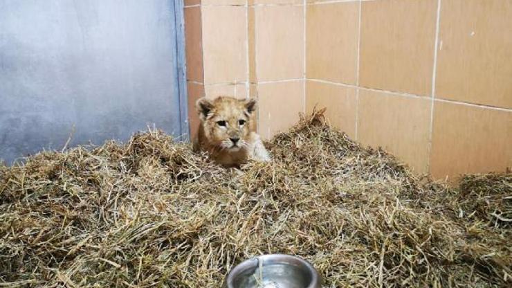 İzmirde bir çiftlikte 3 aylık yavru aslan ele geçirildi