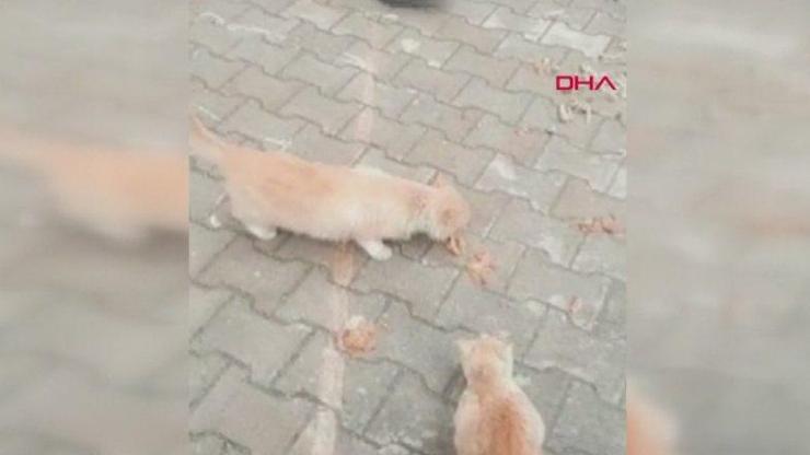 Mersinde kedi katliamı... Mahalleli kedi ölümlerine tepki gösterdi | Video