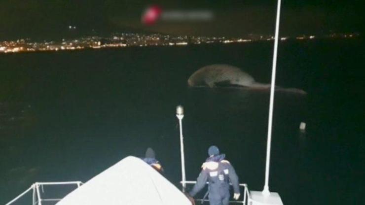 70 tonluk balina kıyıya vurdu