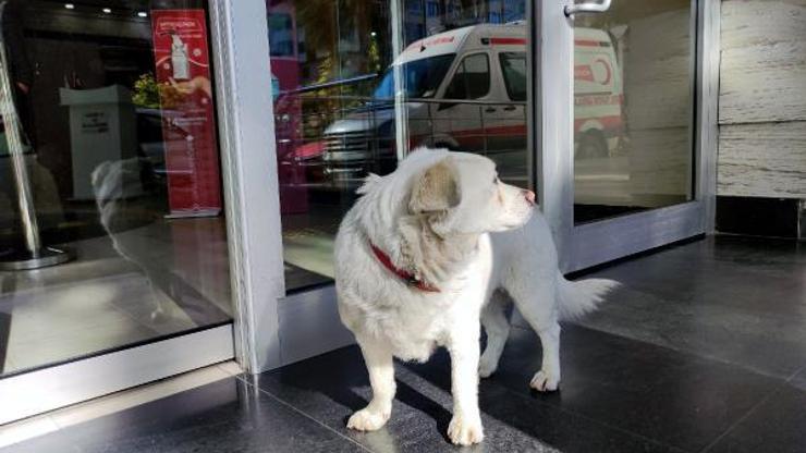 Sahibini hastane kapısında bekleyen köpek dünya basınında