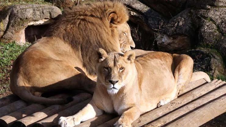 Türkiyenin en büyük hayvanat bahçesinde hedef 5 milyon ziyaretçi