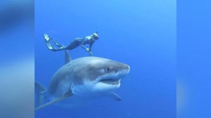 6 metrelik büyük beyaz köpekbalığı ile yüzdüler