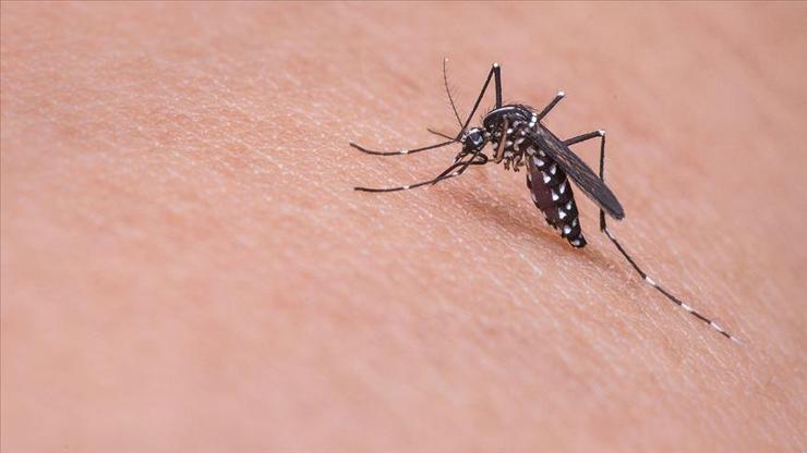 Etiyopyada yeni bir sıtma sineği türü görüldü