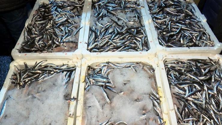 İstanbul Boğazında av yasağı kalktı, ilk hamsiler balık haline geldi