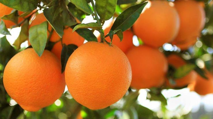 Portakalın Faydaları Nelerdir Portakal Hangi Rahatsızlıkları, Hangi Hastalıkları Önler