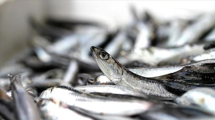Balık fiyatları ne kadar, kaç TL 5 Eylül 2021 hamsi, uskumru, istavrit, çupra ve sardalya fiyatları