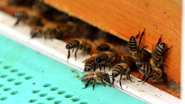 İklim değişikliği arıları olumsuz etkiliyor