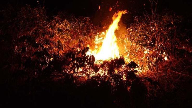 Trabzon’un Of ilçesinde ormanlık alanda yangın