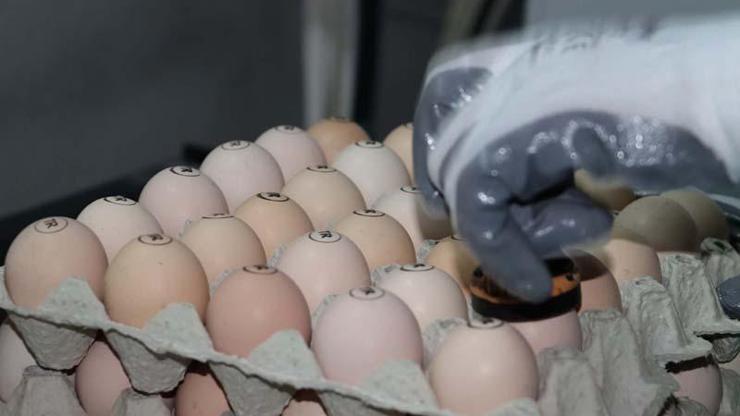Üreticilerden ‘gezen tavuk yumurtası’ uyarısı