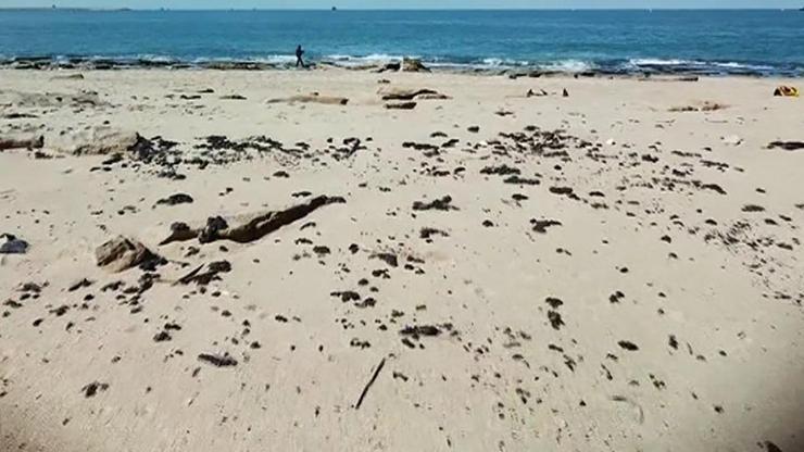 Akdenizden gelen öbek öbek katran sahile vurdu