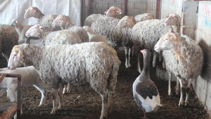 Koyun sürüsüne çobanlık yapan kaz şaşırtıyor