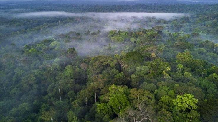 Amazon ormanlarında yerlilerin yaşadığı koruma altındaki alanlar satışa çıkarıldı