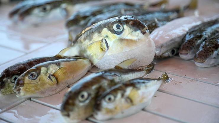 İstilacı balık türleri Akdenize akın ediyor