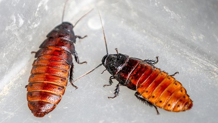 Hamam Böceği Nasıl Yok Edilir Evdeki Hamam Böcekleri Nasıl Gider