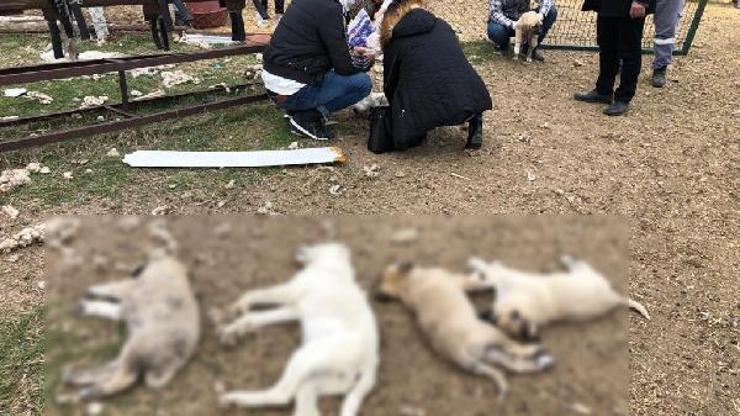 Ankarada zehirlenen 8 köpekten 4ü öldü