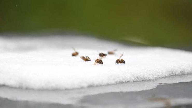 Mevsim normallerinin altındaki sıcaklık nedeniyle arı ölümleri arttı
