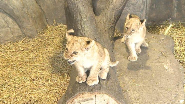 Onlar 2021in ilk yavru aslanları... İsimleri halk oyuyla belirlenecek